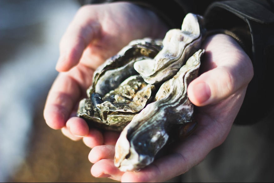 Gironde : pourquoi il ne faut pas jeter vos coquilles d'huîtres mais les recycler ? 