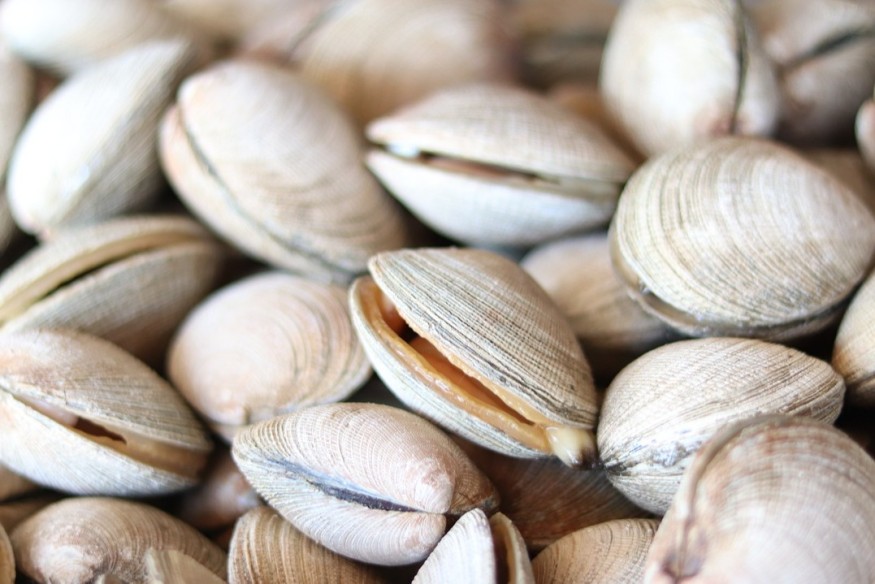 Bassin d'Arcachon : il est à nouveau permis de consommer les palourdes!