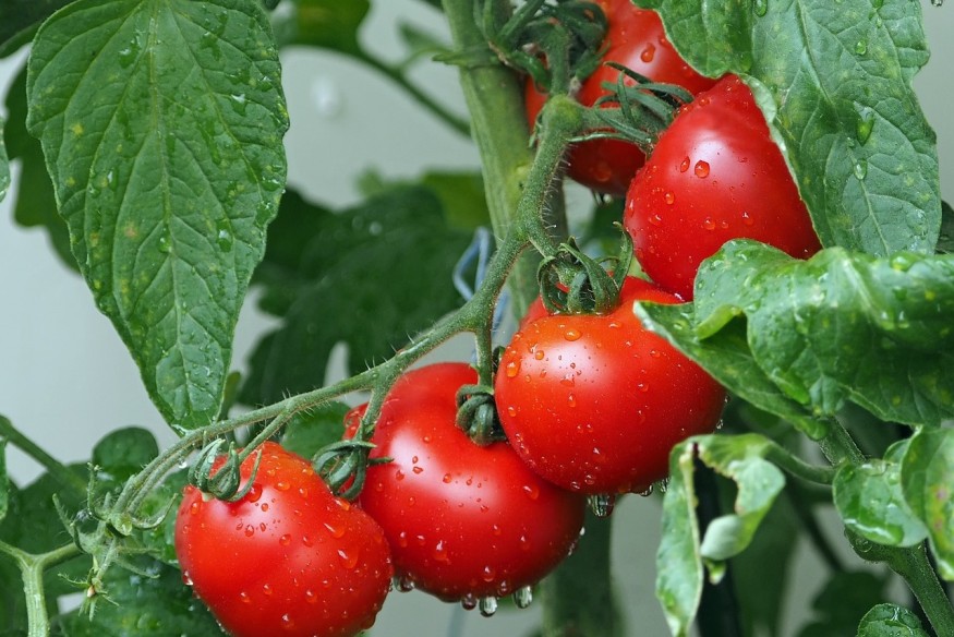 La tomate de Marmande enfin "Label rouge"